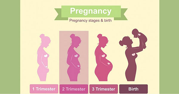 Your Guide To The Trimesters Of Pregnancy